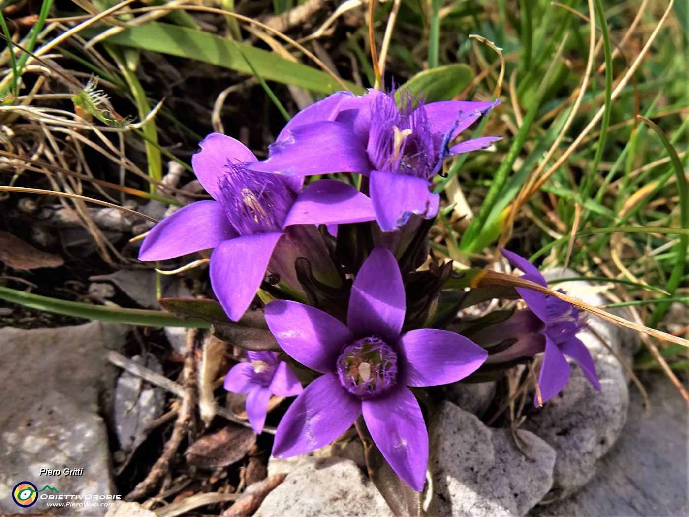 43 Gentianella rhaetica (Genzianella retica) in  Cima Foppazzi.JPG